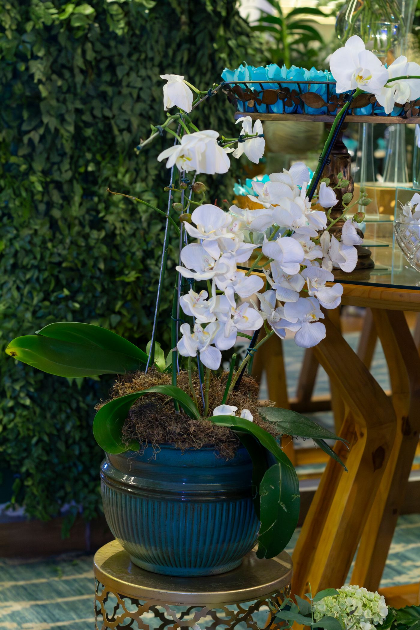 Orchidée en pot